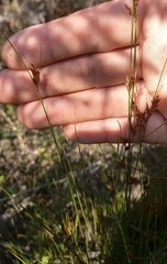 Ficinia fascicularis