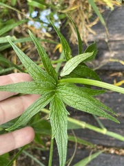 Valeriana officinalis sambucifolia