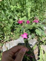 Silene dioica