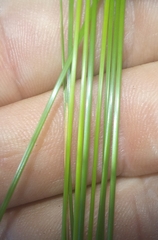 Ficinia fascicularis