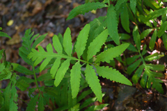 Onoclea sensibilis sensibilis