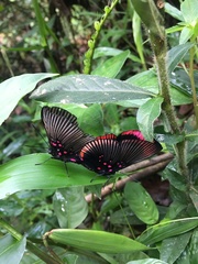 Lyropteryx lyra