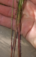 Ficinia fascicularis