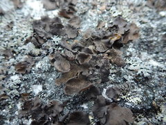 Umbilicaria polyphylla