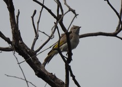 Conopophila albogularis