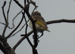 Conopophila albogularis