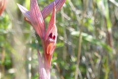 Bilamellaria