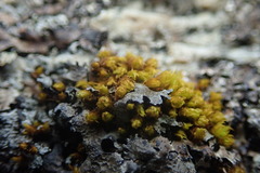 Plenogemma phyllantha