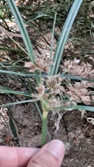 Cyperus longus