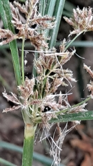 Cyperus longus
