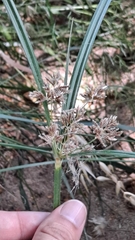Cyperus longus