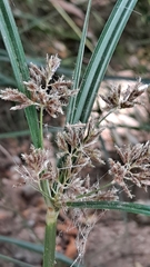 Cyperus longus
