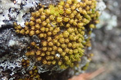 Plenogemma phyllantha