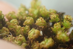 Plenogemma phyllantha