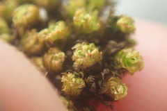 Plenogemma phyllantha