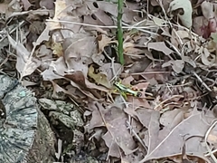 Dendrotettix quercus