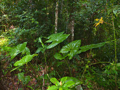 Cyrtosperma merkusii