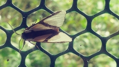 Turuptiana obliqua