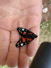 Callimorpha dominula