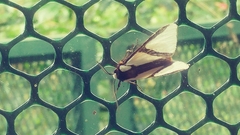 Turuptiana obliqua