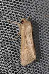 Mythimna congrua