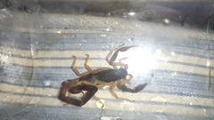 Centruroides fulvipes