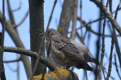 Turdus pilaris