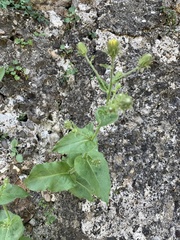 Hieracium amplexicaule