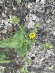 Hieracium amplexicaule