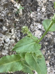 Hieracium amplexicaule