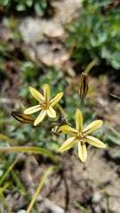 Triteleia