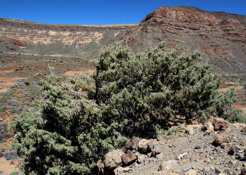 Canary Islands juniper