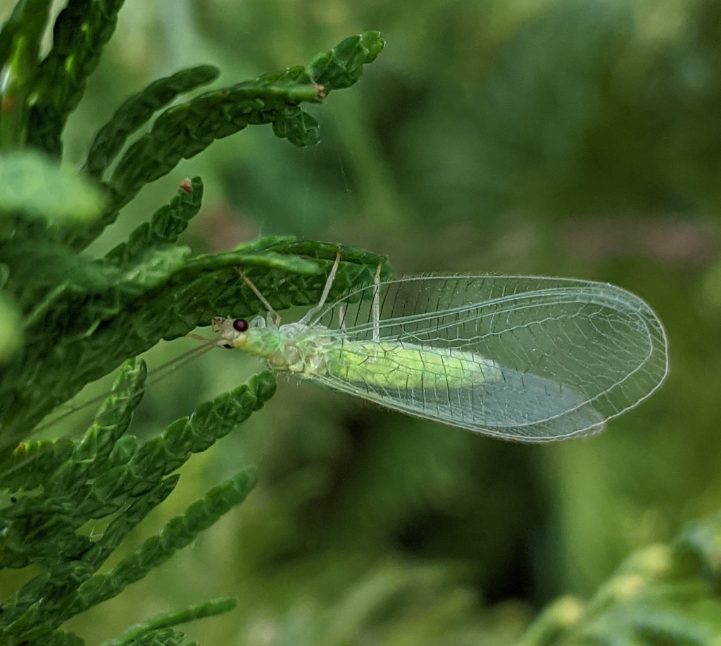 Chrysopidia ciliata