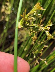 Juncus pylaei