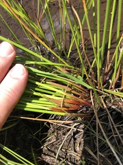 Juncus pylaei