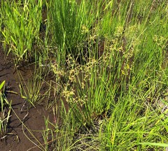 Juncus pylaei