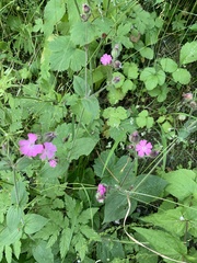 Silene dioica