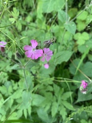 Silene dioica