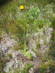 Hypochaeris maculata