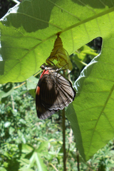 Adelpha lycorias lycorias