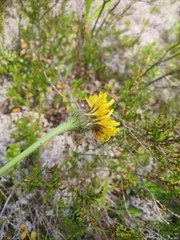 Hypochaeris maculata