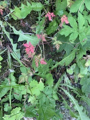 Geranium robertianum