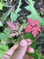 Geranium robertianum