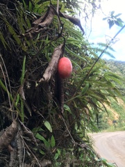 Solanum betaceum