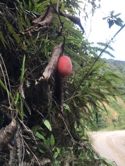 Solanum betaceum