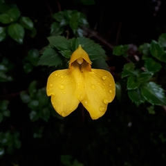 Impatiens rubricaulis