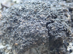 Fuscopannaria maritima