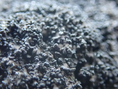 Fuscopannaria maritima