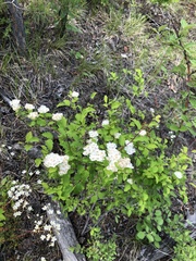 Spiraea flexuosa
