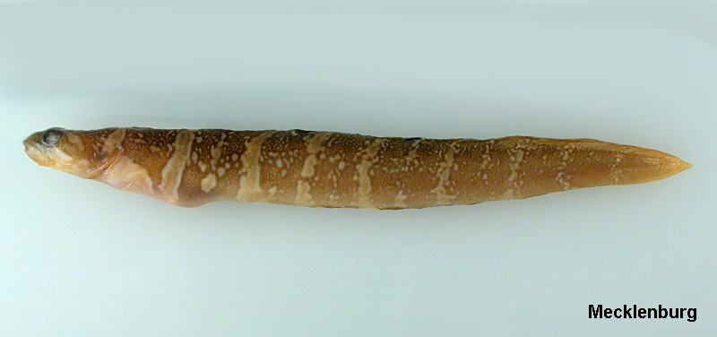Gymnelus